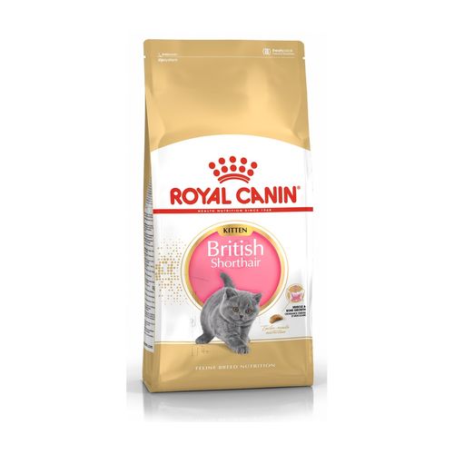 Royal Canin British Shorthair Alimento completo secco per gattini fino a 12 mesi di età