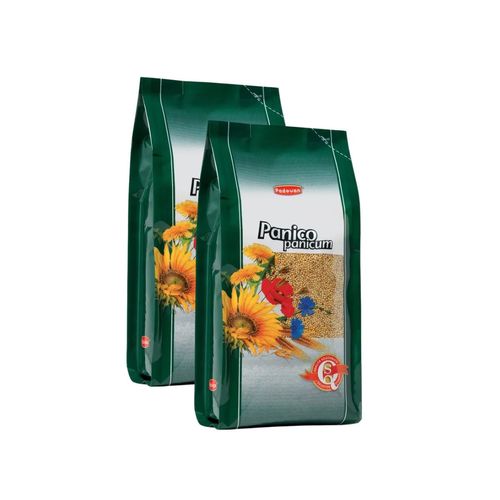 Panico Panicum
